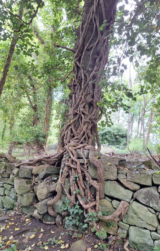Kirschen oder Birnen?