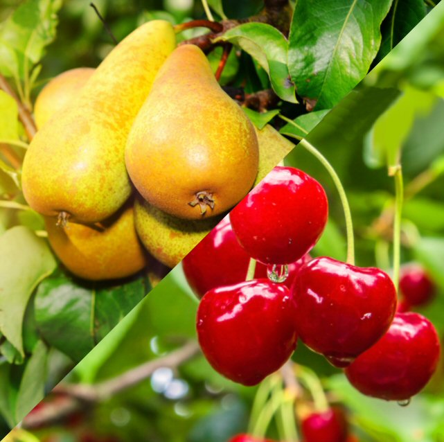 Kirschen oder Birnen?